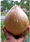 Sweet Onion 'Ailsa Craig'