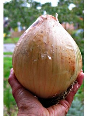Sweet Onion 'Ailsa Craig'