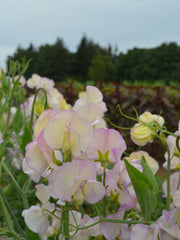 Load image into Gallery viewer, Sweet Pea, &#39;April in Paris&#39;
