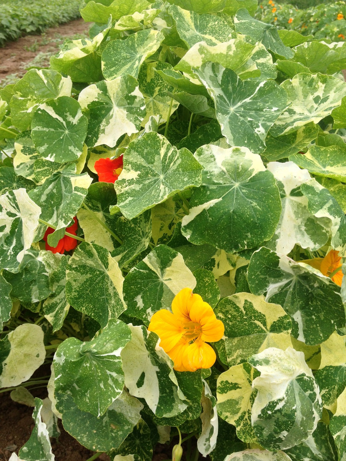 Flowers | Uprising Seeds