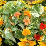 Load image into Gallery viewer, Nasturtium, &#39;Alaska&#39;
