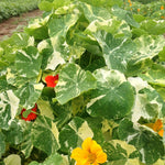 Load image into Gallery viewer, Nasturtium, &#39;Alaska&#39;
