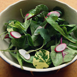 Load image into Gallery viewer, Nasturtium, &#39;Alaska&#39;
