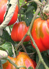 Tomato, 'Cuor di Bue Albenga'