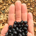 Load image into Gallery viewer, Bean, Pole Dry, &#39;Tolosa&#39;
