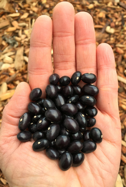 Bean, Pole Dry, 'Tolosa'