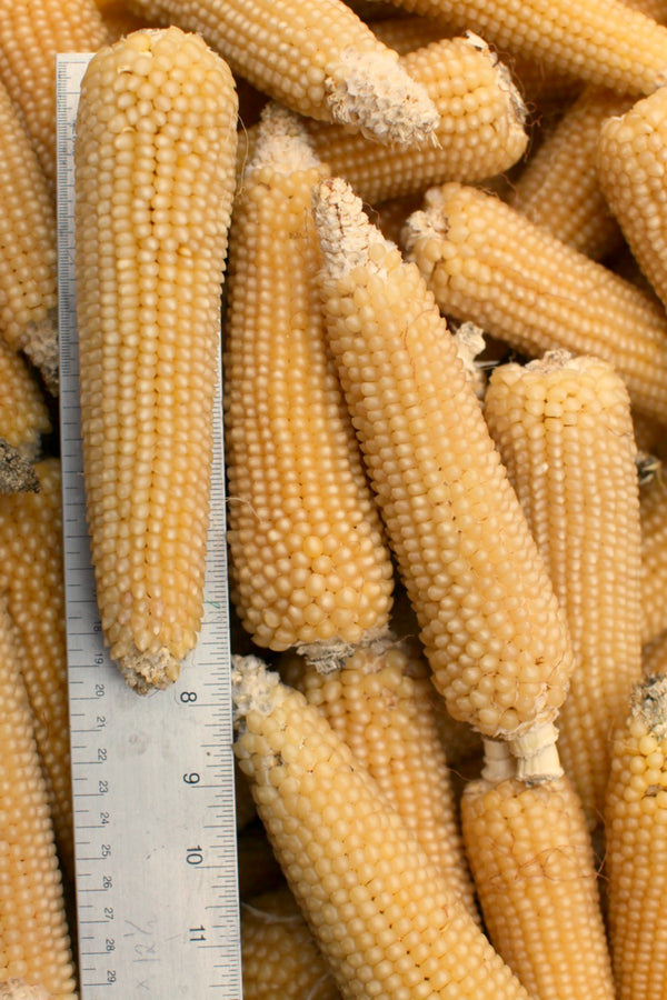 Corn, 'Amish Butter'