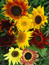 Sunflower, 'Garden Anarchy Mix'