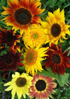 Sunflower, 'Garden Anarchy Mix'