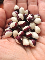 Load image into Gallery viewer, Bean, Pole Dry, &#39;Annie Jackson&#39;
