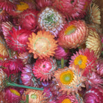 Load image into Gallery viewer, Strawflower, &#39;Apricot Peach Mix&#39;
