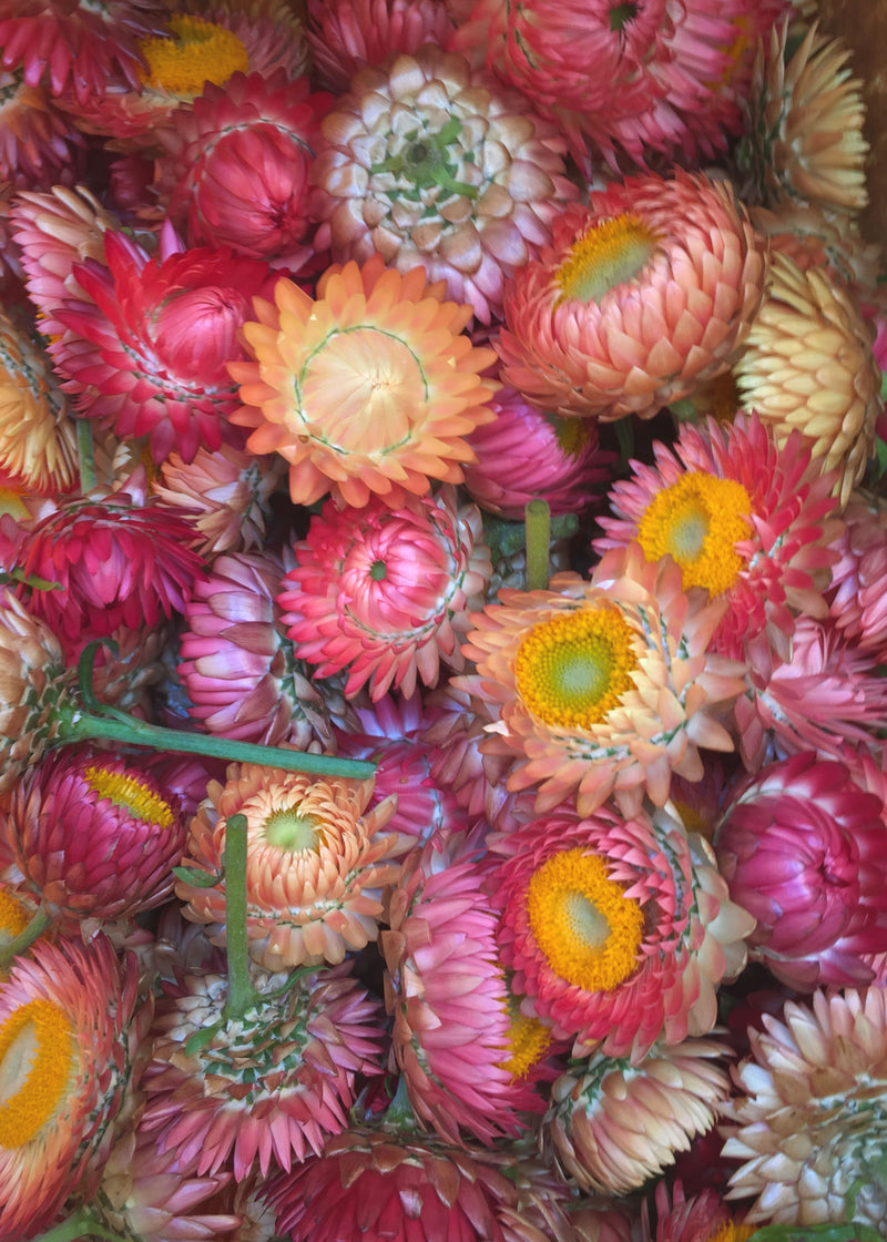 Strawflower-peach - Florabundance Wholesale Flowers