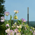 Load image into Gallery viewer, Sweet Pea, &#39;April in Paris&#39;
