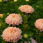 Load image into Gallery viewer, Aster, China, &#39;Tower Chamois&#39;
