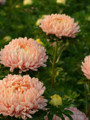 Load image into Gallery viewer, Aster, China, &#39;Tower Chamois&#39;
