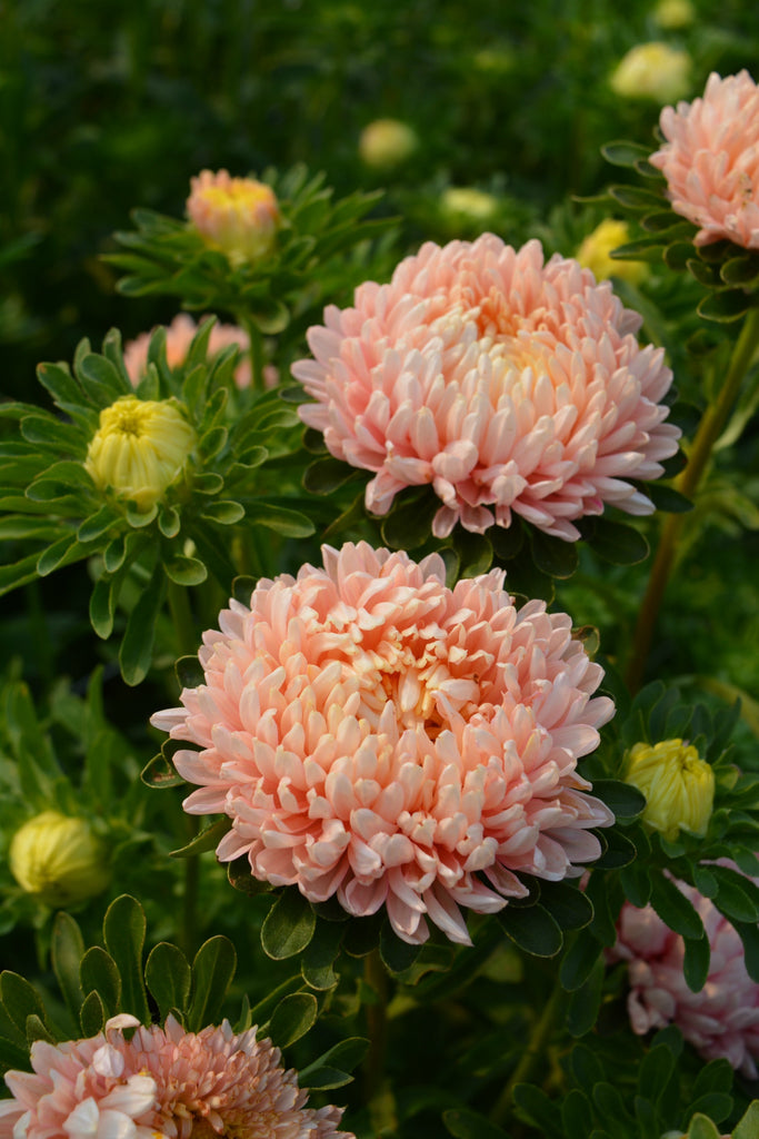 Aster, China, 'Tower Chamois' | Uprising Seeds