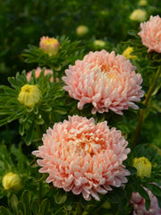 Load image into Gallery viewer, Aster, China, &#39;Tower Chamois&#39;
