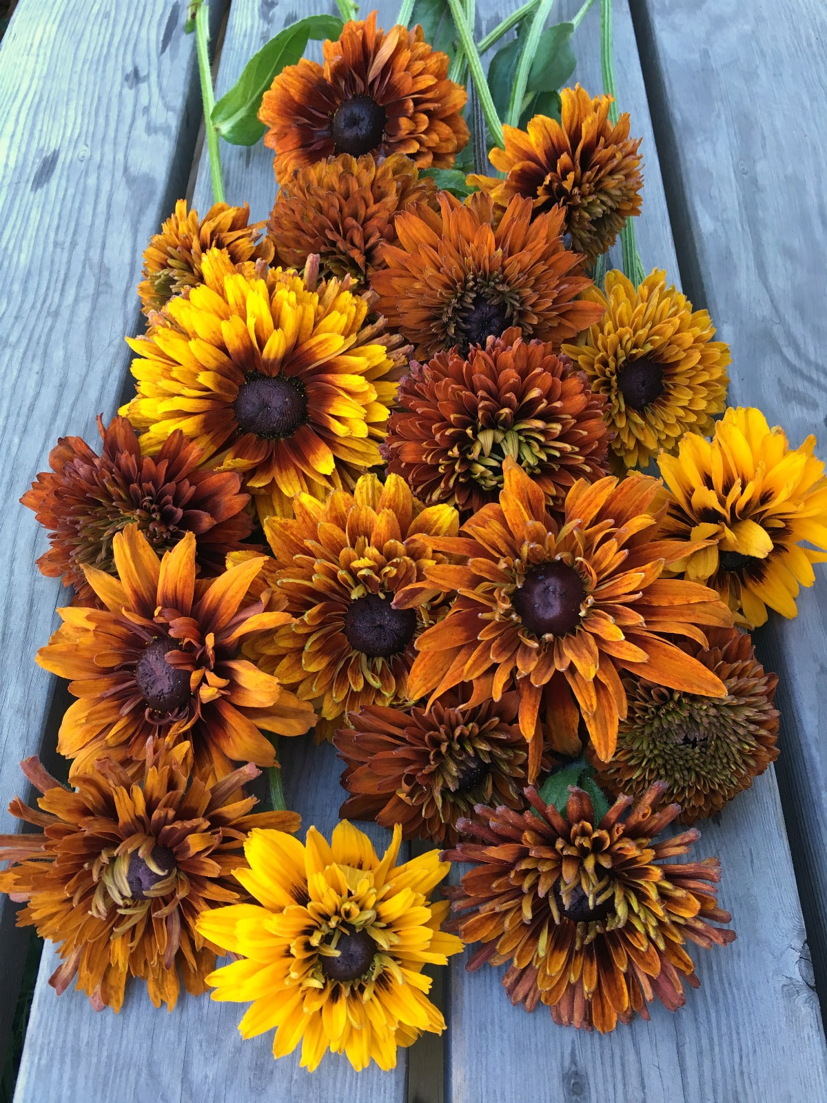Flowers | Uprising Seeds