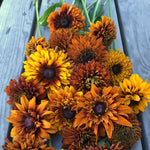Load image into Gallery viewer, Rudbeckia, &#39;Autumn Sunset&#39;
