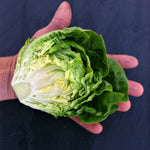 Load image into Gallery viewer, Lettuce, &#39;Barnwood Gem&#39;
