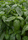 Basil, 'Italian Large Leaf'