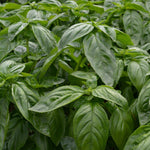 Load image into Gallery viewer, Basil, &#39;Italian Large Leaf&#39;
