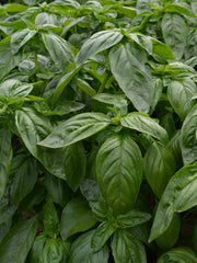 Load image into Gallery viewer, Basil, &#39;Italian Large Leaf&#39;
