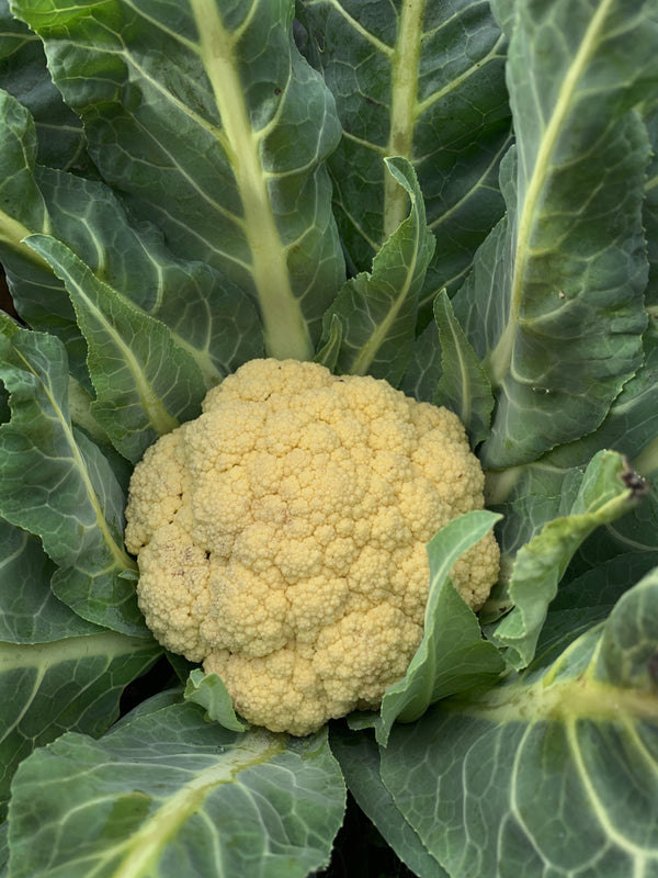 Cauliflower, 'Broccolo di Bassano (il Bonorivo)'