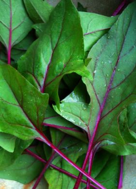 Spinach, 'Beaujolais'