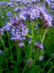 Load image into Gallery viewer, Phacelia, &#39;Bee&#39;s Friend&#39;

