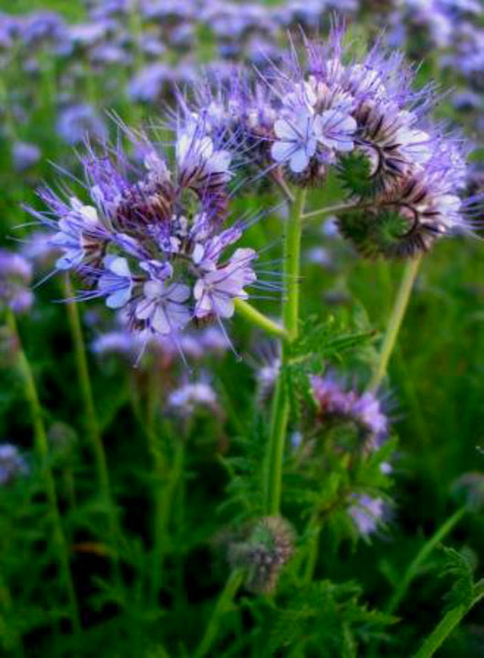 Phacelia, 'Bee's Friend'