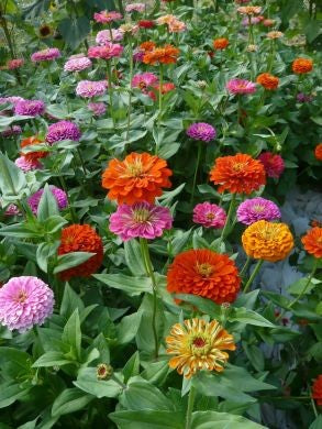 Zinnia, 'Benary's Giant Mix'