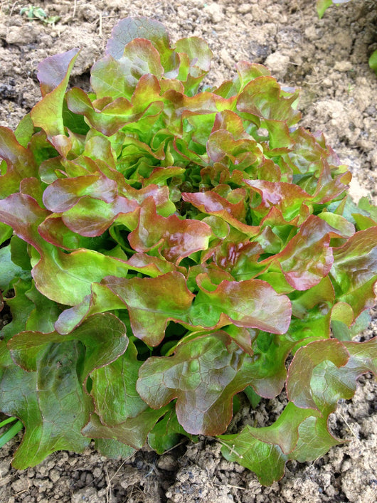 Lettuce, 'Bijella'