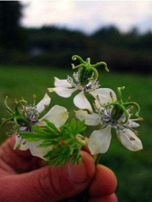 Nigella, 'Black Cumin'