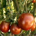 Load image into Gallery viewer, Tomato, &#39;Black Prince&#39;
