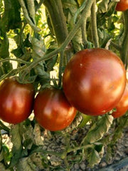 Load image into Gallery viewer, Tomato, &#39;Black Prince&#39;
