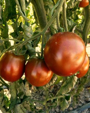 Tomato, 'Black Prince'