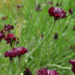 Load image into Gallery viewer, Bachelor&#39;s Button, &#39;Black Ball&#39;
