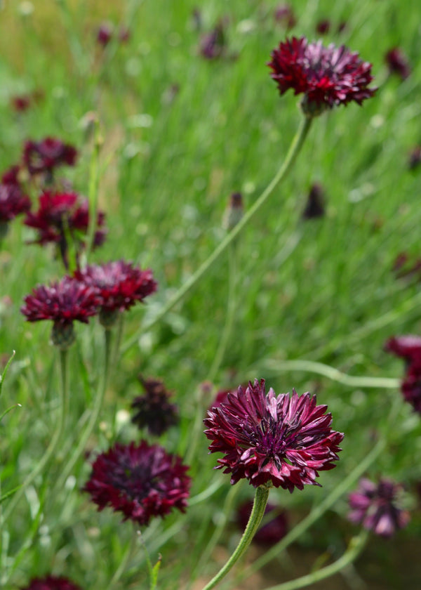 Bachelor's Buttons 'Black Button' – Flower People
