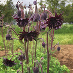 Load image into Gallery viewer, Columbine, &#39;Black Barlow&#39;
