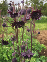 Load image into Gallery viewer, Columbine, &#39;Black Barlow&#39;
