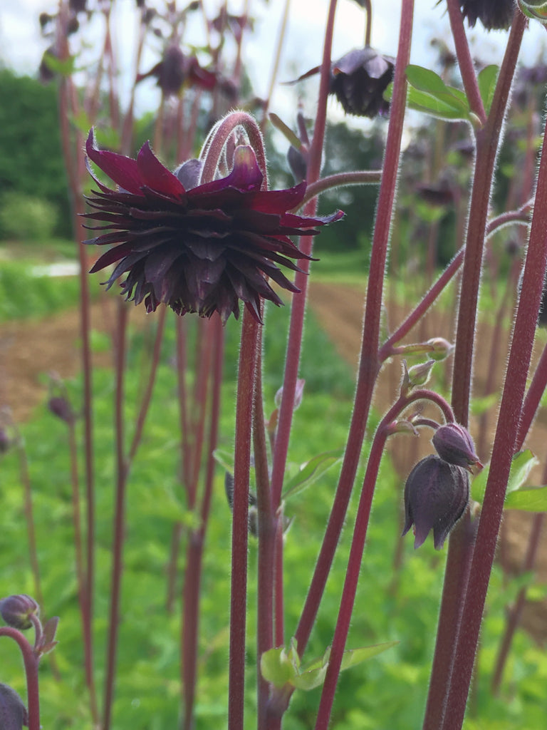 Columbine, 'Black Barlow' | Uprising Seeds