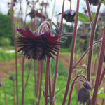 Load image into Gallery viewer, Columbine, &#39;Black Barlow&#39;
