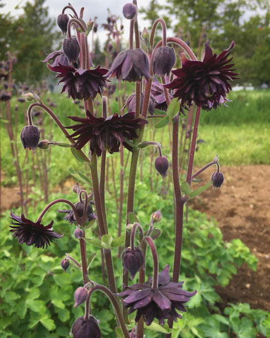 Columbine, 'Black Barlow'