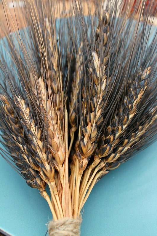 Wheat, 'Black Eagle'