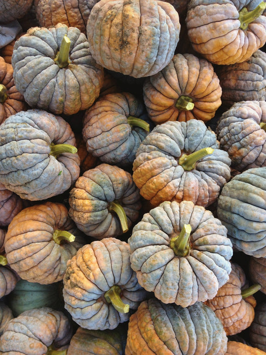 Winter Squash, 'Black Futsu'