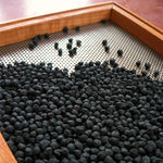 Load image into Gallery viewer, Garbanzo, &#39;Black Kabouli&#39;
