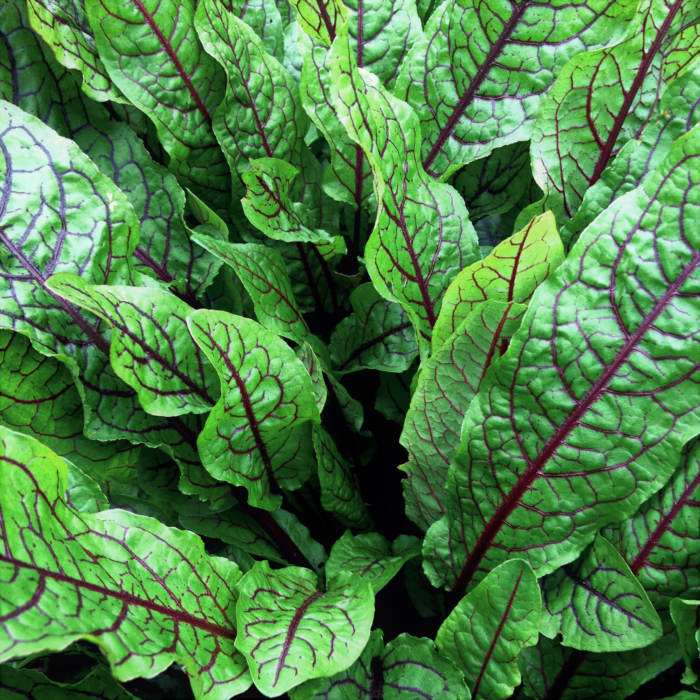 Sortel Plan Red Sorrel Plant
