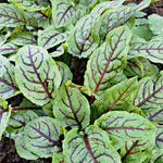 Load image into Gallery viewer, Blood Sorrel
