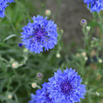Load image into Gallery viewer, Bachelor&#39;s Buttons, &#39;Florist Blue Boy&#39;
